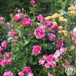 Parade Day™ 14 Parade Day™ -Heirloom Roses Parade Day 11