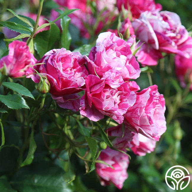 Parade Day™ 11 Parade Day™ - Image 9