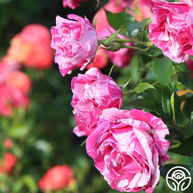 Parade Day™ 9 Parade Day™ - Image 7