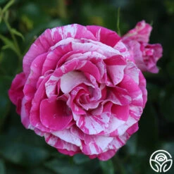 Parade Day™ 15 Parade Day™ -Heirloom Roses Parade Day 15