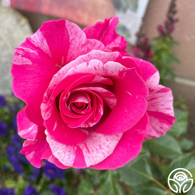 Parade Day™ 7 Parade Day™ - Image 5