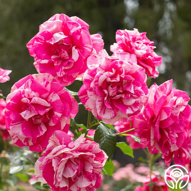 Parade Day™ 4 Parade Day™ - Image 2