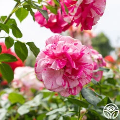 Parade Day™ 17 Parade Day™ -Heirloom Roses Parade Day 029