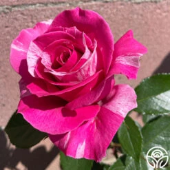 Parade Day™ 19 Parade Day™ -Heirloom Roses Parade Day 034