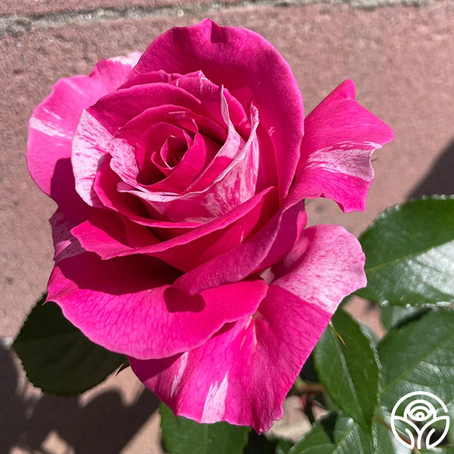 Parade Day™ 10 Parade Day™ - Image 8