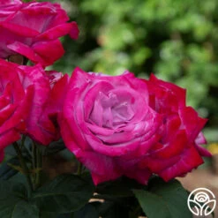 Paradise™ -Heirloom Roses Paradise 11