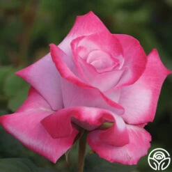 Paradise™ -Heirloom Roses Paradise 133