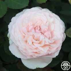 Parfuma® Bliss -Heirloom Roses Parfuma Bliss 056