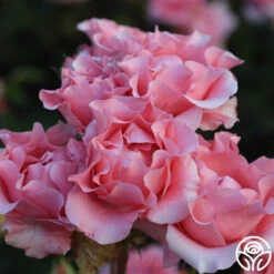 Paris De Yves St. Laurent ™ -Heirloom Roses Paris de Yves St. Laurent 14 2811601c 9010 4b18 94fd 485f44c4cec6