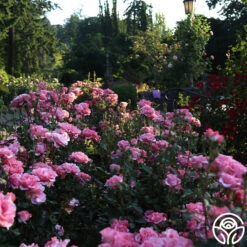 Paris De Yves St. Laurent ™ -Heirloom Roses Paris de Yves St. Laurent 25