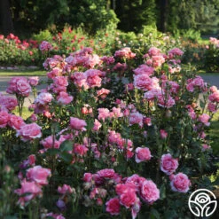 Paris De Yves St. Laurent ™ -Heirloom Roses Paris de Yves St. Laurent 2 23ce9b3a 7d05 4b47 87c0 d888b9bc18a0