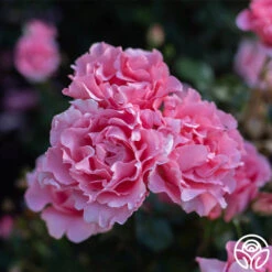 Paris De Yves St. Laurent ™ -Heirloom Roses Paris de Yves St. Laurent 44