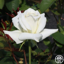 Pascali® -Heirloom Roses Pascali 11