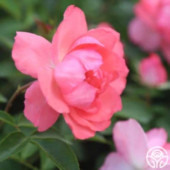 Passionate Kisses® 16 Passionate Kisses® -Heirloom Roses Passionate Kisses 02