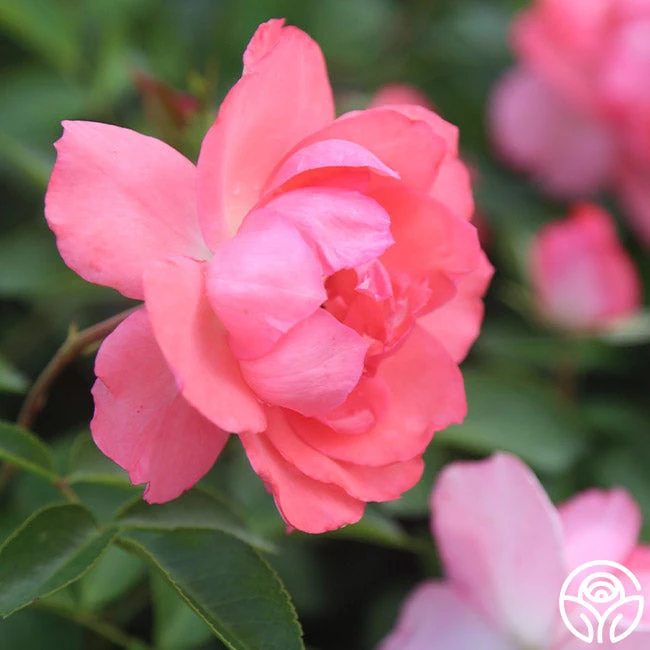 Passionate Kisses® 5 Passionate Kisses® - Image 3