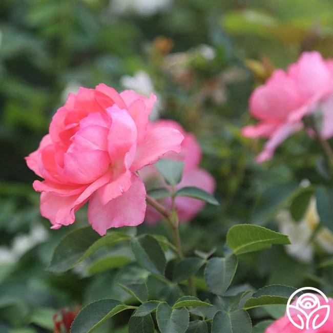 Passionate Kisses® 4 Passionate Kisses® - Image 2