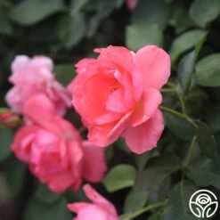 Passionate Kisses® 20 Passionate Kisses® -Heirloom Roses Passionate Kisses 05