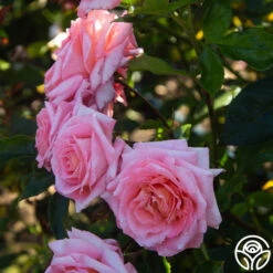 Paul Shirville -Heirloom Roses Paul Shirville 011