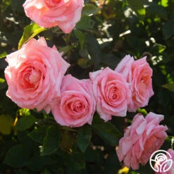 Paul Shirville -Heirloom Roses Paul Shirville 016