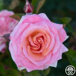 Paul Shirville -Heirloom Roses Paul Shirville 017