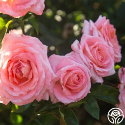 Paul Shirville -Heirloom Roses Paul Shiville 0016