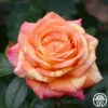 Peach Swirlâ„¢ 2 Peach Swirlâ„¢ -Heirloom Roses Peach Swirl 1