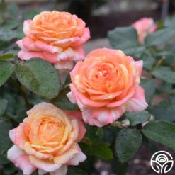 Peach Swirl™ -Heirloom Roses Peach Swirl 3