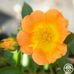 Peachy Creeper -Heirloom Roses Peachy Creeper 01