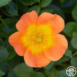 Peachy Creeper -Heirloom Roses Peachy Creeper 03