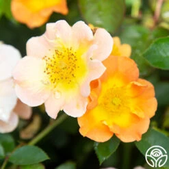 Peachy Creeper -Heirloom Roses Peachy Creeper 04