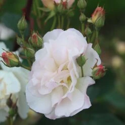 Penelope -Heirloom Roses Penelope 14