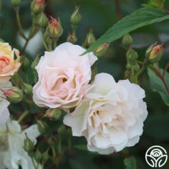 Penelope -Heirloom Roses Penelope 23