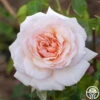Penny Lane™ 1 Penny Lane™ -Heirloom Roses Penny Lane 11