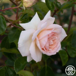 Penny Lane™ -Heirloom Roses Penny Lane 13