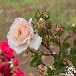 Penny Lane™ -Heirloom Roses Penny Lane 18