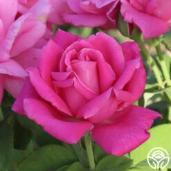 Perfume Delight 10 Perfume Delight -Heirloom Roses Perfume Delight 01