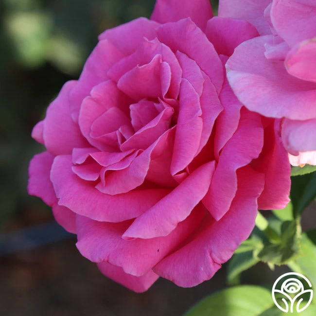 Perfume Delight 8 Perfume Delight - Image 6