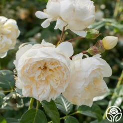 Perpetually Yours™ -Heirloom Roses Perpetually Yours 01