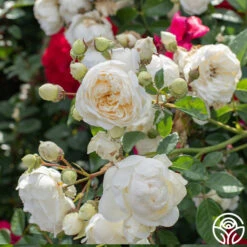 Perpetually Yours™ -Heirloom Roses Perpetually Yours 04