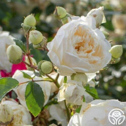 Perpetually Yours™ -Heirloom Roses Perpetually Yours 436