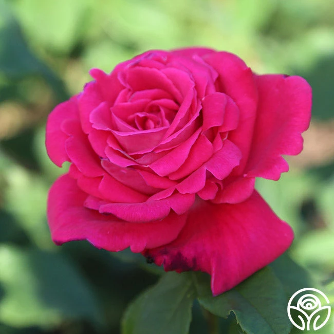 Peter Mayle™ 4 Peter Mayle™ - Image 2