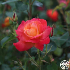 Piñata 11 Piñata -Heirloom Roses Pinata 12