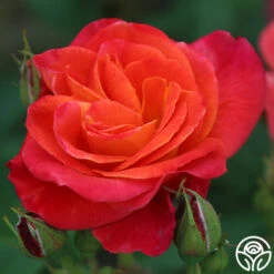 Piñata 15 Piñata -Heirloom Roses Pinata 13