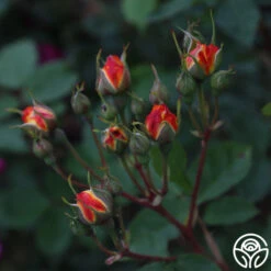 Piñata 14 Piñata -Heirloom Roses Pinata 14