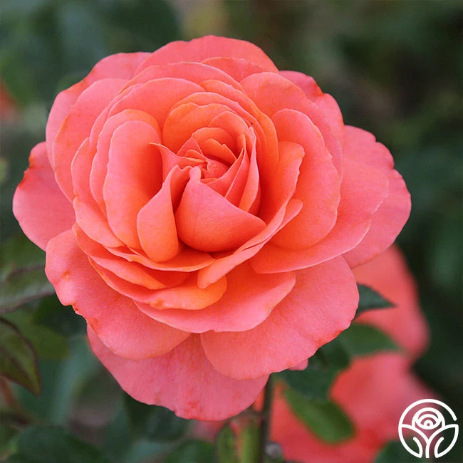 Pink Abundance™ 5 Pink Abundance™ - Image 3