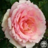Eleganza® Pink Enchantment® 2 Eleganza® Pink Enchantment® -Heirloom Roses Pink Enchantment 1
