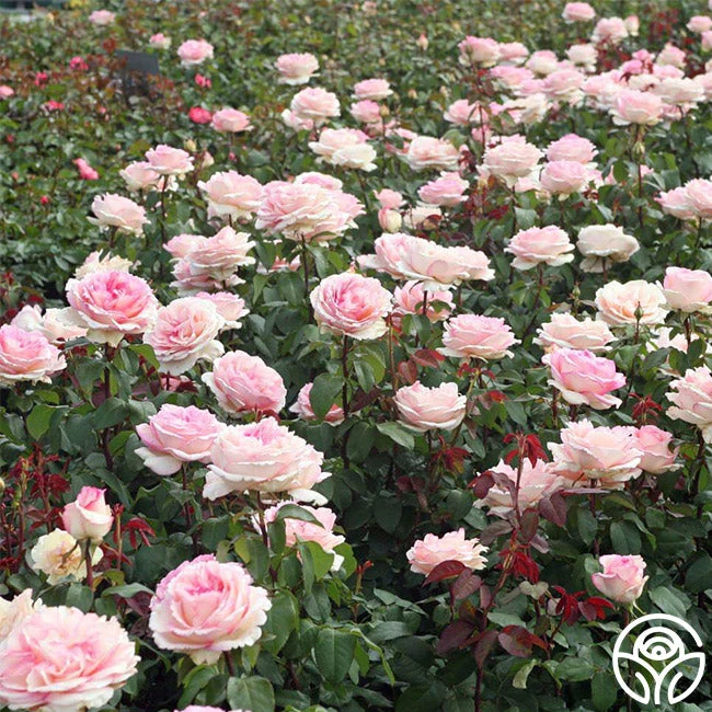 Eleganza® Pink Enchantment® 6 Eleganza® Pink Enchantment® - Image 4