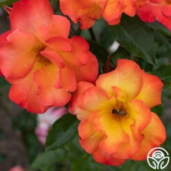 Playboy® -Heirloom Roses PlayBoy 11