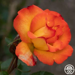 Playboy® -Heirloom Roses PlayBoy 12