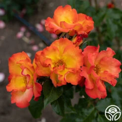 New Release -Heirloom Roses PlayBoy 13